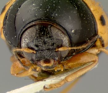 Media type: image;   Entomology 9293 Aspect: head frontal view